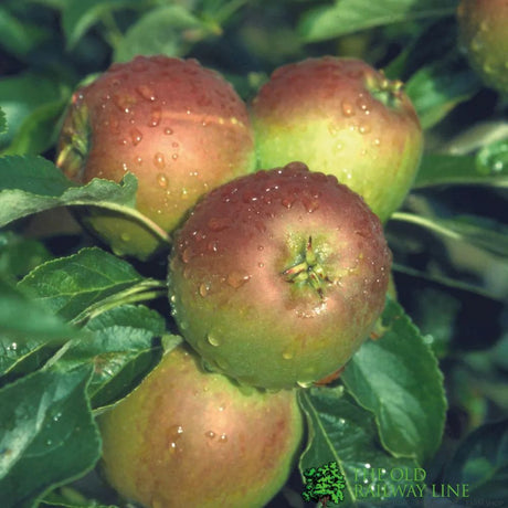 Apple Duo Tree Malus Elstar + Cox Orange Pippin Fruit Tree 7.5Ltr Pot