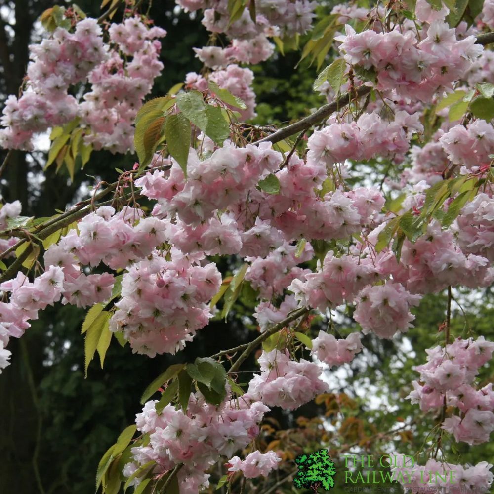 Prunus 'Kiku-Shidare Zakura' Tree 10Ltr Pot