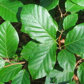 Common Beech Tree Fagus Sylvatica 15Ltr Pot