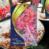 Acer palmatum 'Skeeter's Broom' Tree 10Ltr Pot