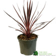 Cordyline Australis 'Charlie Boy' 3Ltr Pot