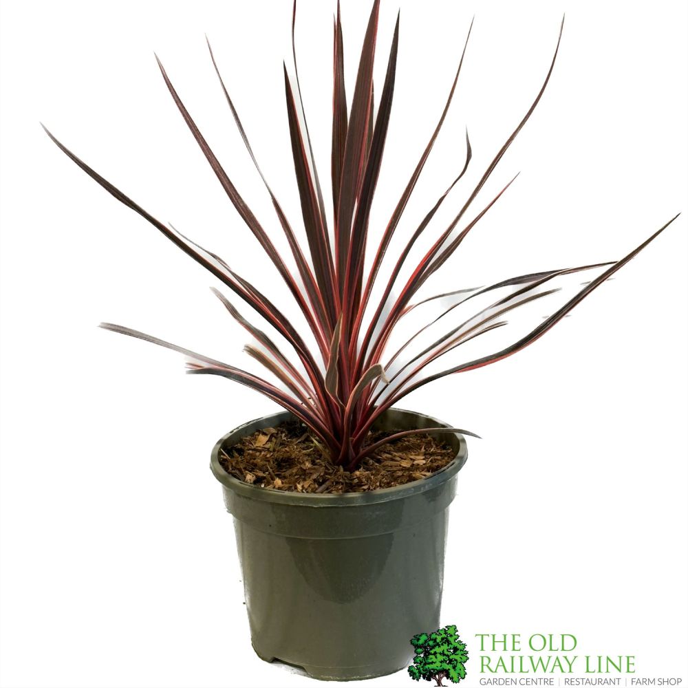 Cordyline Australis 'Charlie Boy' 3Ltr Pot