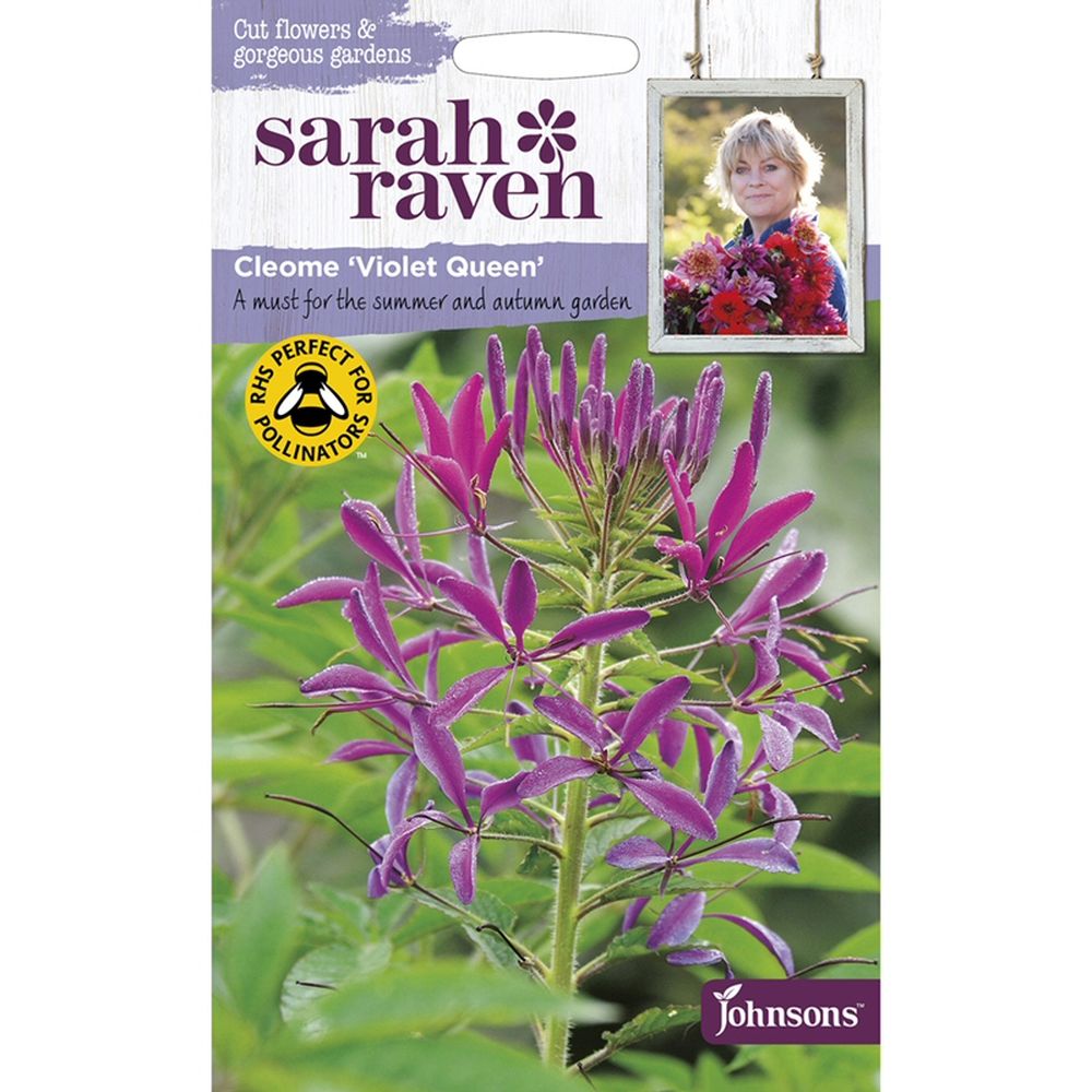 Sarah Raven Cleome 'Violet Queen' Seeds