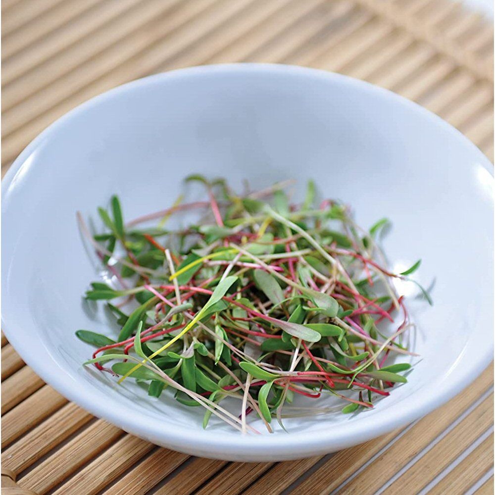 Johnson's Microgreens Chard Bright Lights Seeds
