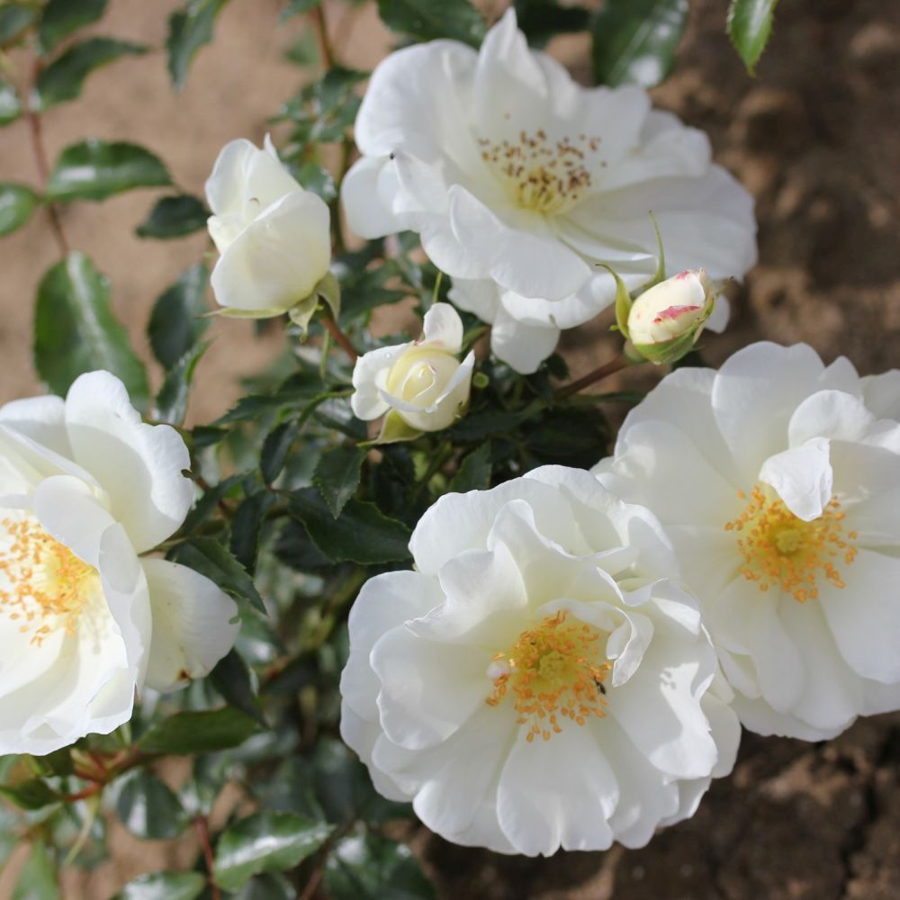 White Carpet Rose 'Flower Carpet White' 3Ltr Pot
