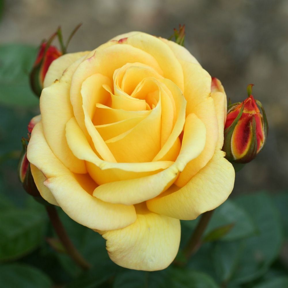 Whartons 'Arthur Bell' Floribunda Rose Plant 3Ltr Pot
