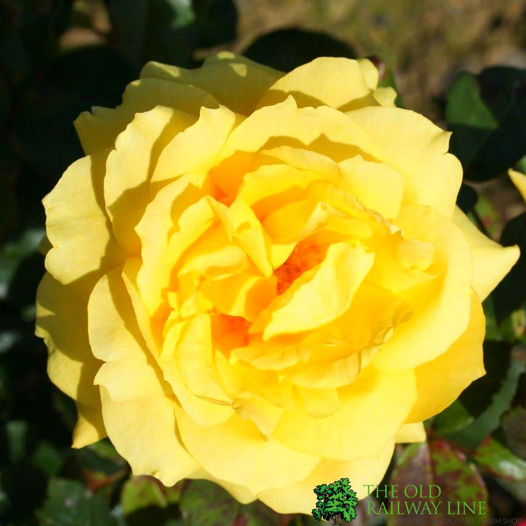 Whartons 'Chinatown' Yellow Floribunda Bush Rose 3Ltr Pot