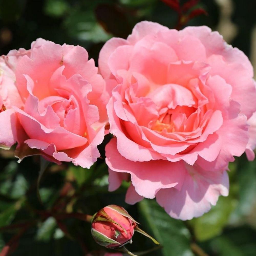 British Pink Roses Whartons 'English Miss' Pink Floribunda Rose 3Ltr Pot – Old Railway ...