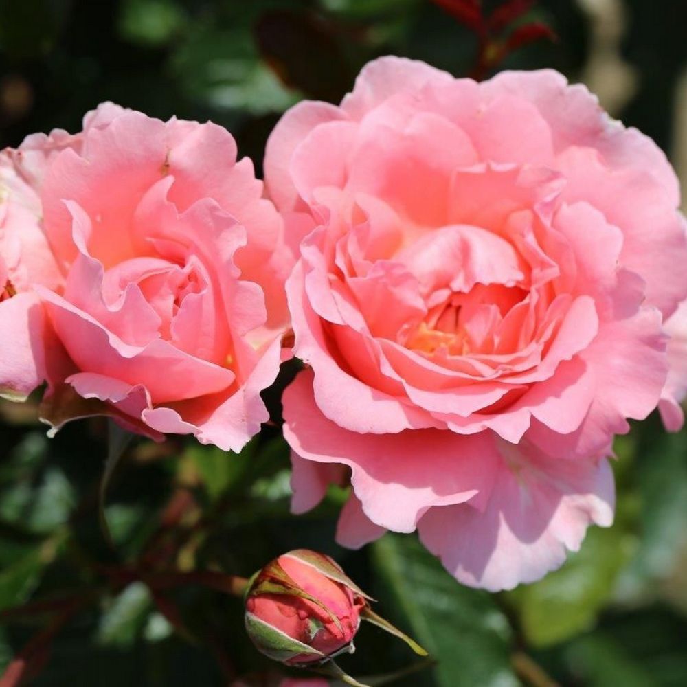 Whartons 'English Miss' Pink Floribunda Rose 3Ltr Pot