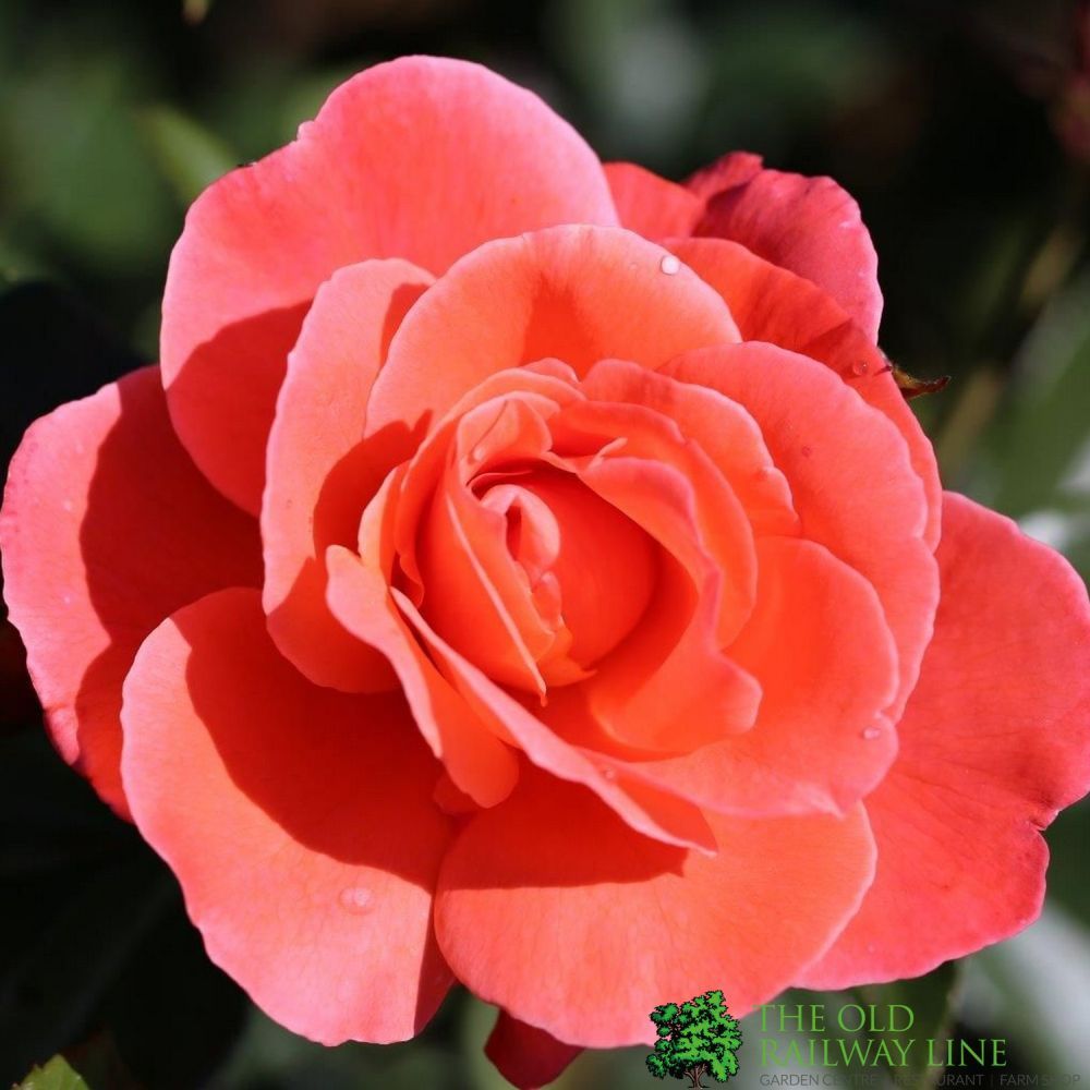 Peach Floribunda Bush Rose 'Happy Anniversary' Floribunda Bush Rose 3Ltr Pot