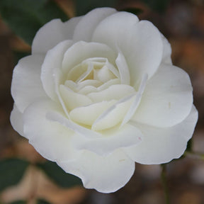Whartons 'Iceberg' Floribunda Bush Rose  3Ltr Pot