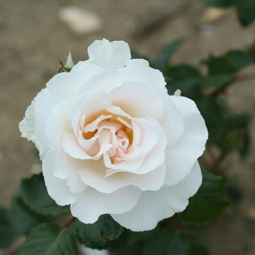 Whartons 'Margaret Merril' White Floribuna Rose 3Ltr