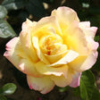Whartons 'Peace' Hybrid Tea Rose Plant 3Ltr Pot