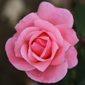 Whartons 'Queen Elizabeth' Floribunda Rose Plant 3Ltr