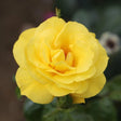 Whartons 'Golden Wedding' Floribunda Yellow Bush Rose Plant 3Ltr Pot