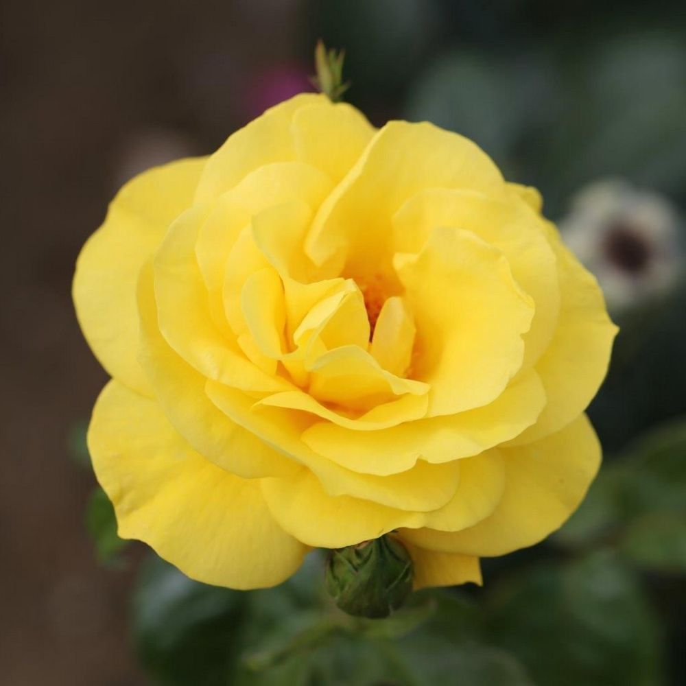 Whartons 'Golden Wedding' Floribunda Yellow Bush Rose Plant 3Ltr Pot