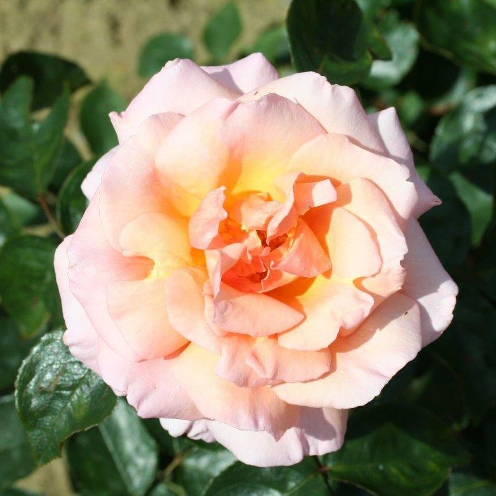 Peach Climbing Rose 'Compassion' 4Ltr Pot