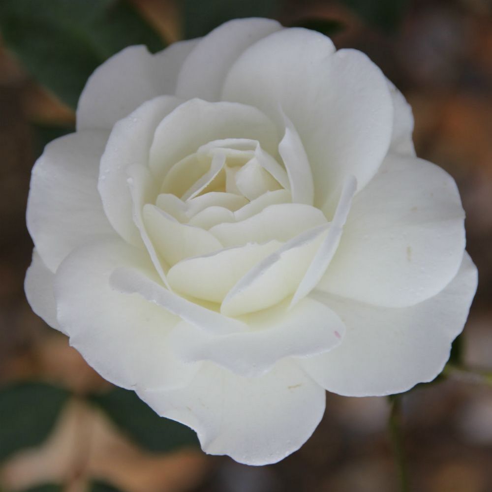 White Rose 'Iceberg' Climbing Rose Plant 4 Ltr Pot