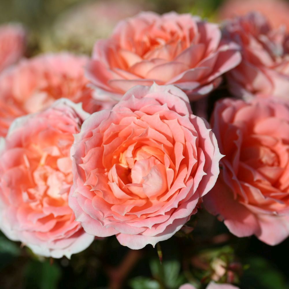 Whartons 'Flower Power' Peach Patio Rose 3Ltr