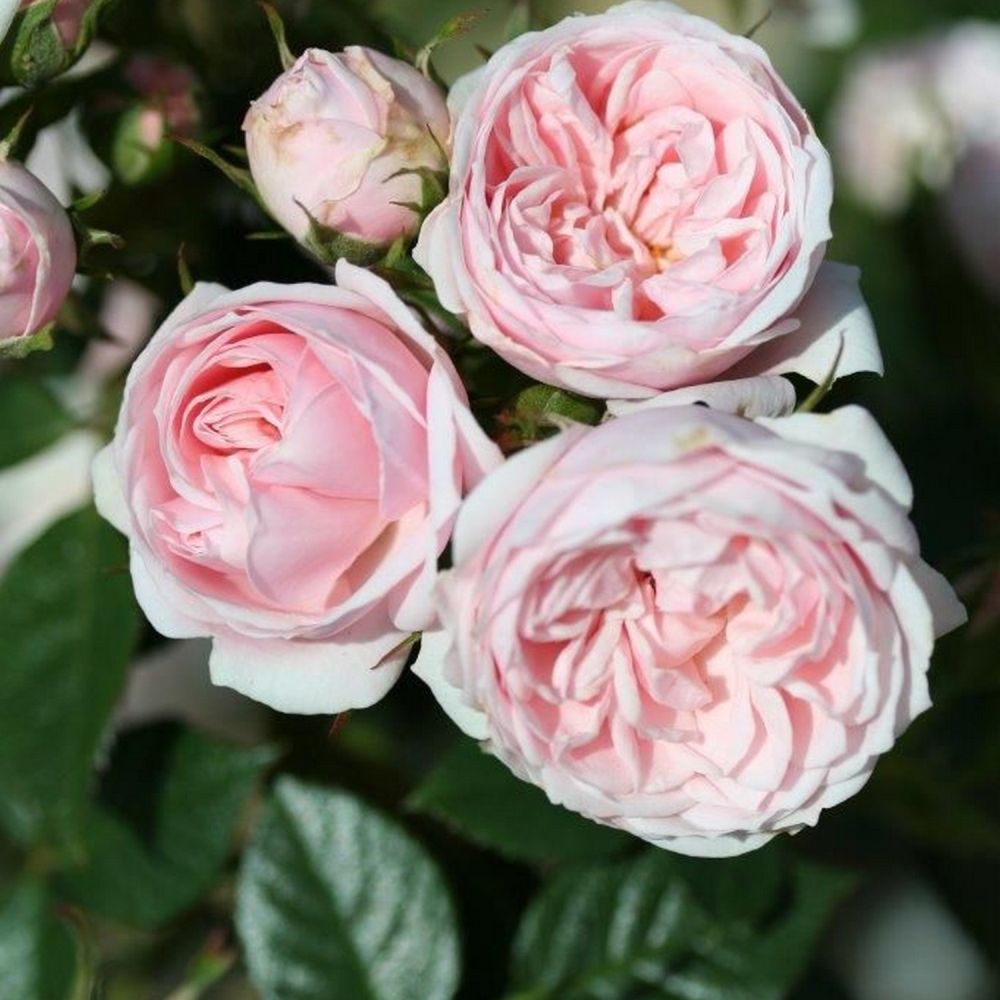 Pink Patio Rose 'Silver Wishes' 3Ltr Pot