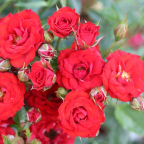 Red Patio Rose 'Scarlet' 3Ltr Pot