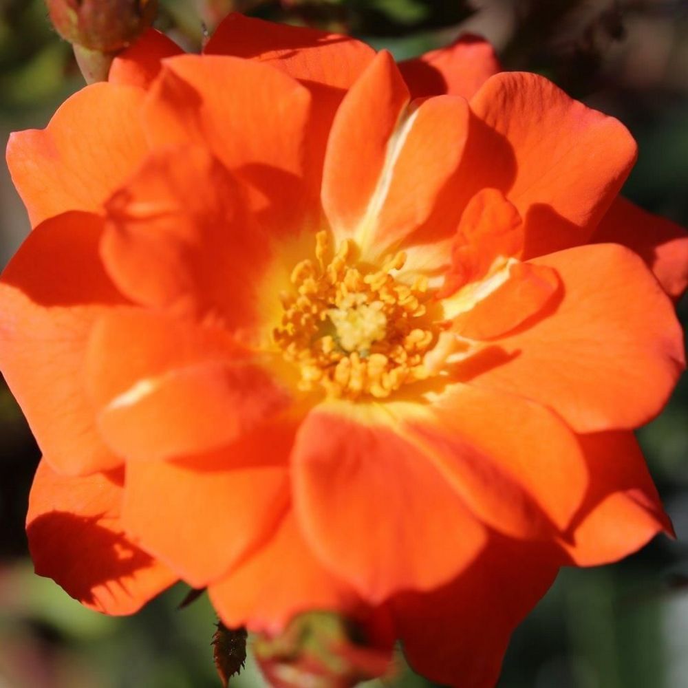 Whartons 'Sunseeker' Orange Patio Rose Plant 3Ltr Pot