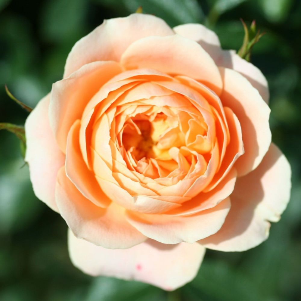 Whartons 'Sweet Dream' Peach Patio Rose  3Ltr