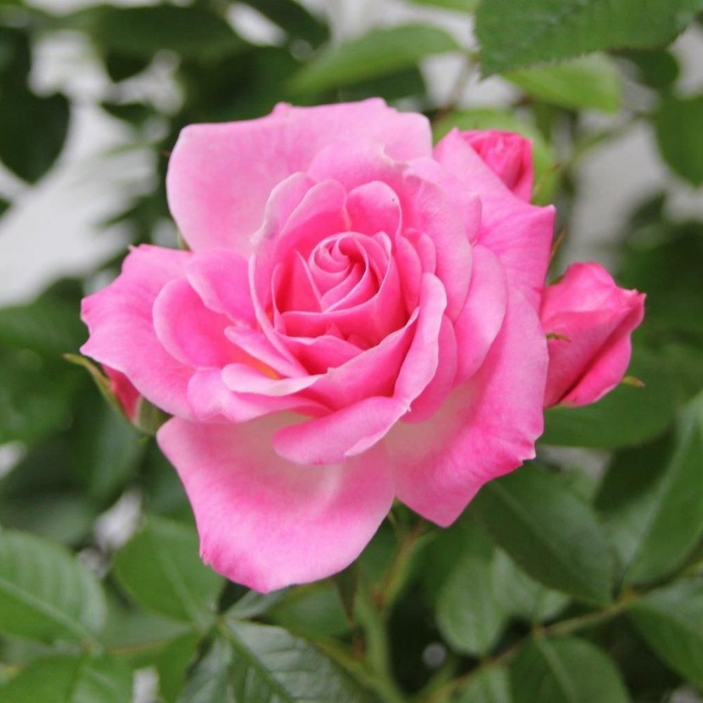 Whartons 'Carefree Days' Pink Patio Rose 3Ltr Pot