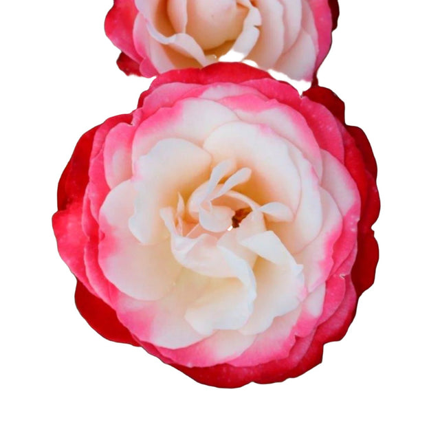 Pink Hybrid Tea Rose 'Nostalgia' 3Ltr Pot