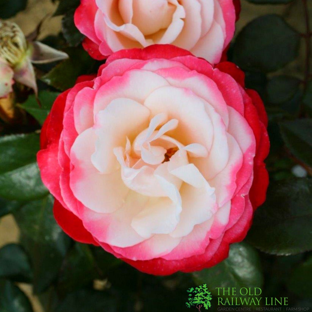 Pink Hybrid Tea Rose 'Nostalgia' 3Ltr Pot