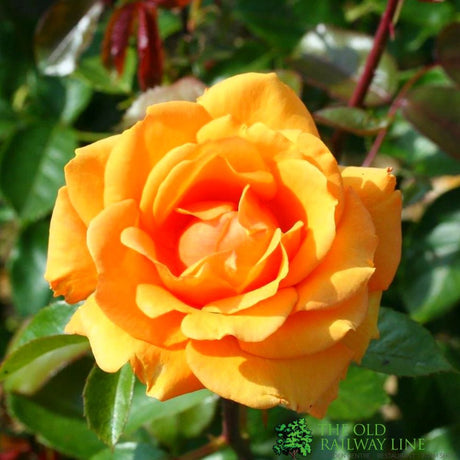 Whartons 'Simply The Best' Orange Bush Rose 3Ltr Pot