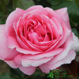 Pink Hybrid Tea Rose 'Special Anniversary' 3Ltr