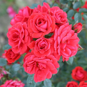 Whartons 'Birthday Wishes' Red Patio Rose  3Ltr Pot