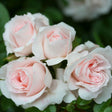 Whartons 'Lovely Bride' Pink Patio Rose 3Ltr