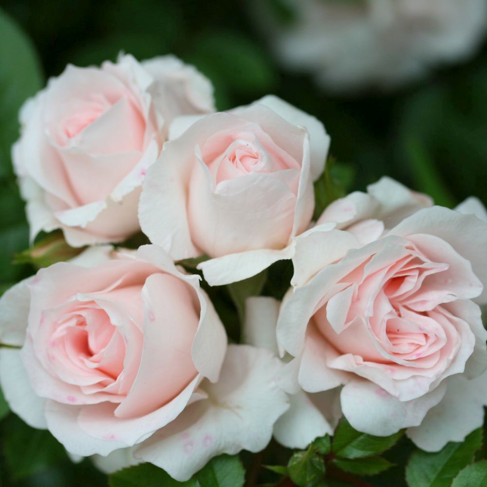 Whartons 'Lovely Bride' Pink Patio Rose 3Ltr