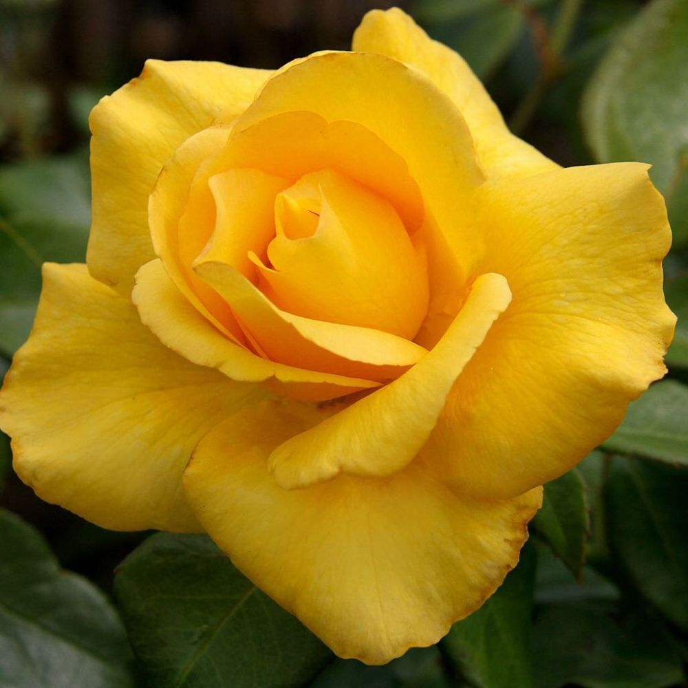 Whartons 'My Lovely Mum' Hybrid Tea Yellow Bush Rose 3Ltr Pot