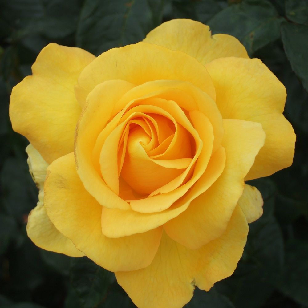 Whartons 'My Lovely Mum' Hybrid Tea Yellow Bush Rose 3Ltr Pot