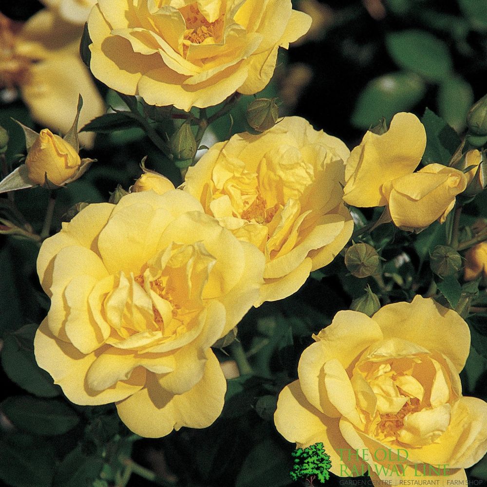 Whartons 'Flower Carpet Gold' Standard Rose 7.5Ltr Pot