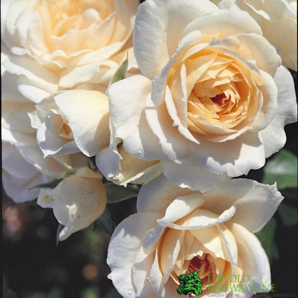 Whartons 'Champagne Moment' Floribunda Bush Rose 3Ltr Pot