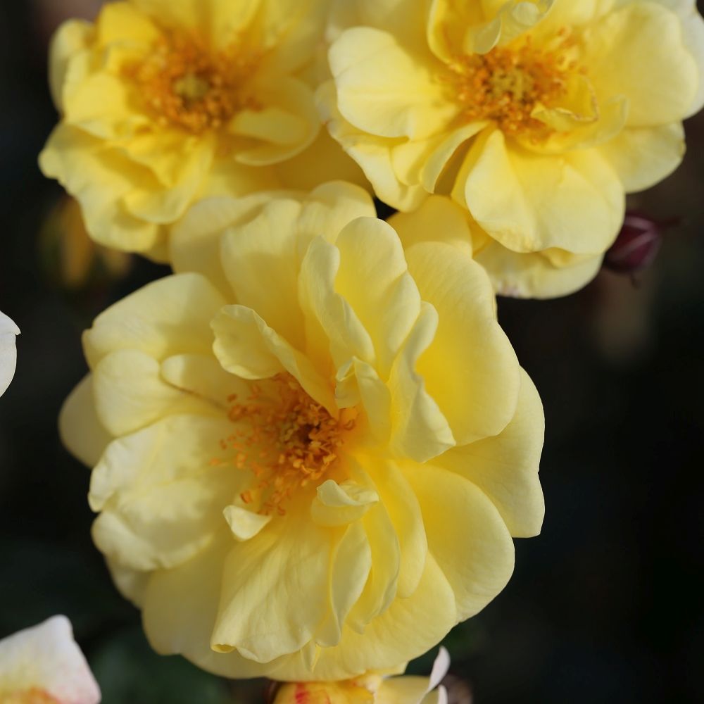 Whartons 'Golden Memories' Floribunda Bush Rose 3Ltr Pot