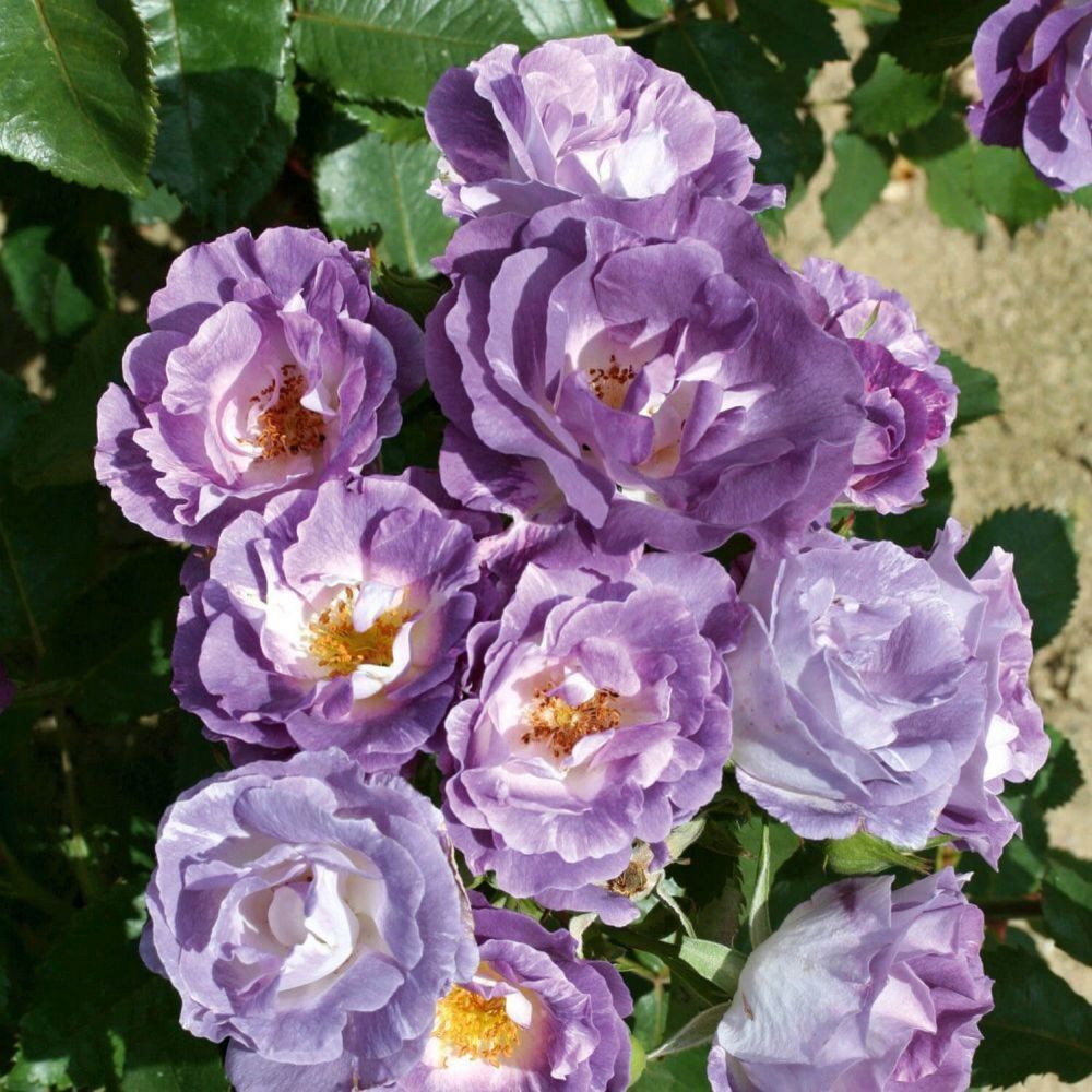Purple Floribunda Bush Rose 'Blue For You' 3Ltr Pot