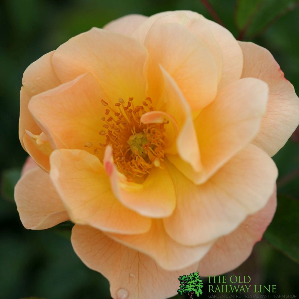 Whartons 'Flower Carpet Amber' Rose Plant 3Ltr Pot