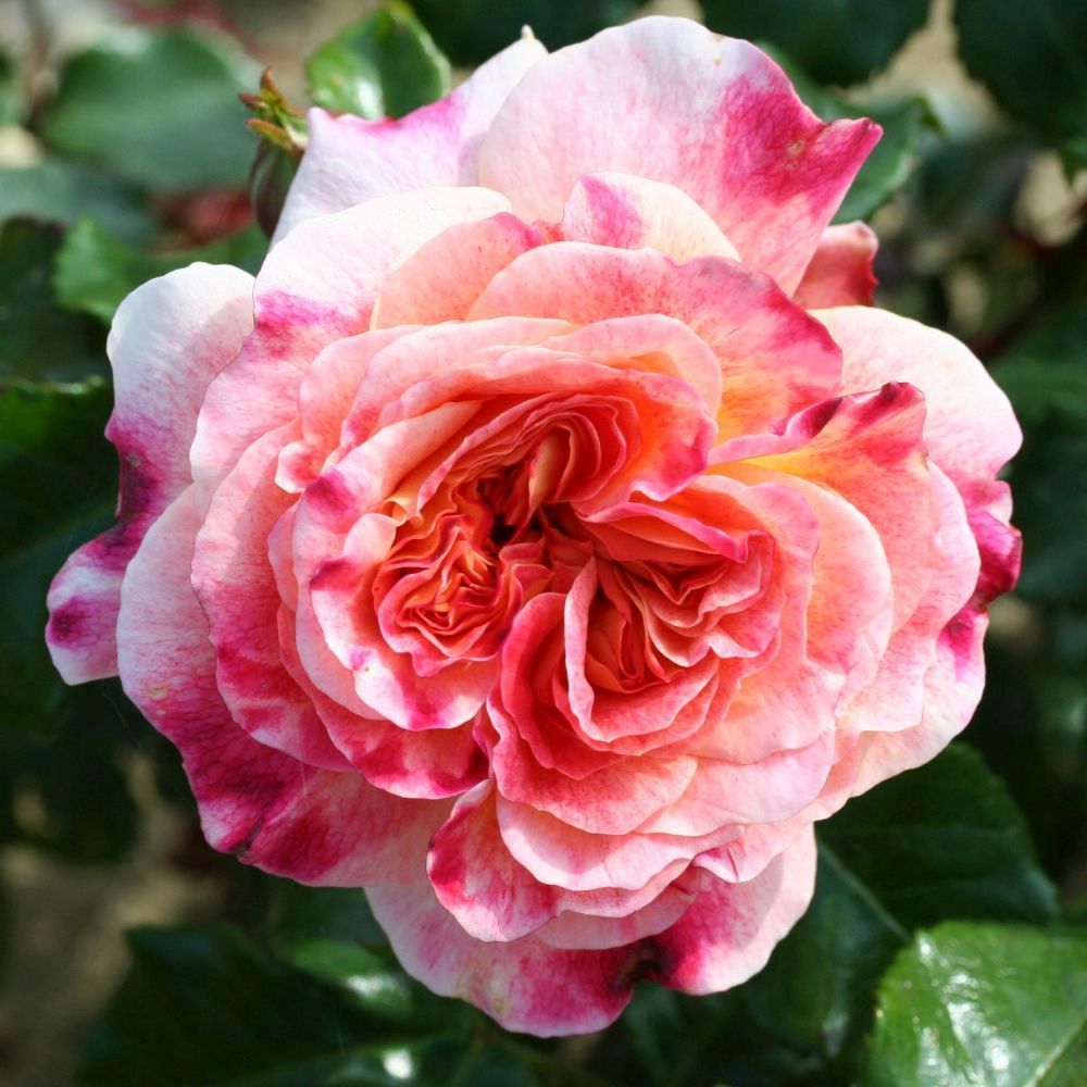 Whartons 'Designer Sunset' Pink Patio Rose 3Ltr Pot – Old Railway Line ...