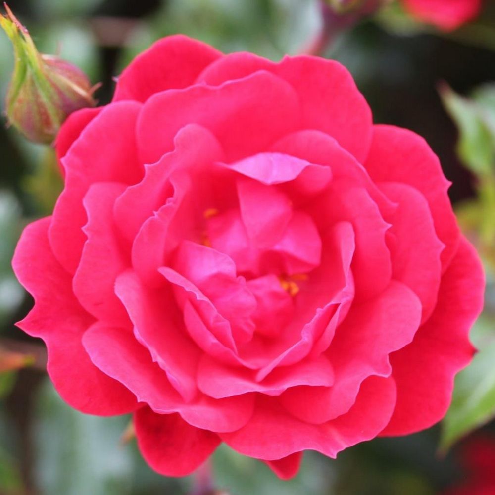 Red Patio Rose 'Raspberry Royale' 3Ltr Pot