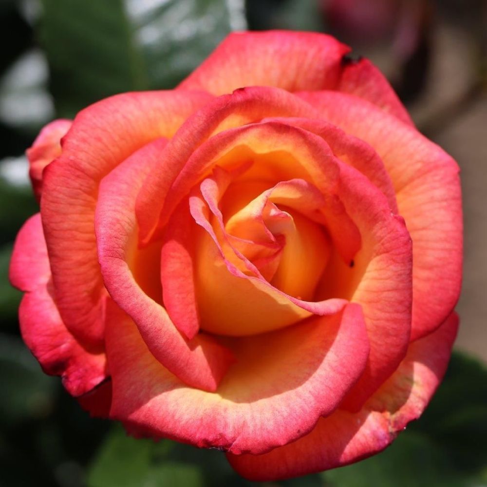 Whartons 'Sheila's Perfume' Floribunda Orange Bush Rose Plant 3Ltr Pot
