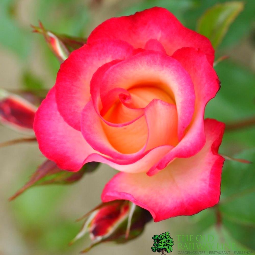 Whartons 'Birthday Girl' Pink Bush Rose 3Ltr Pot