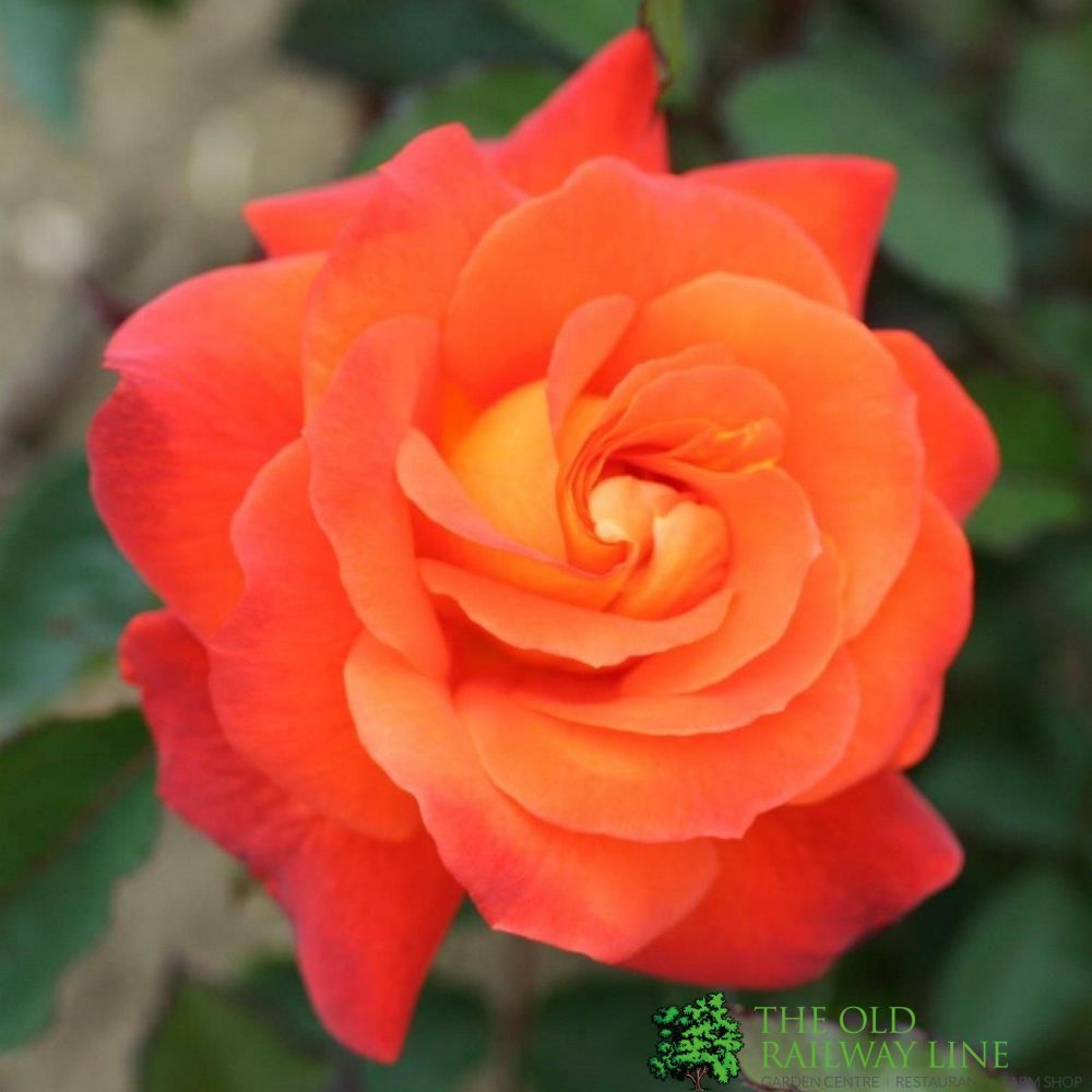 Whartons 'Super Trouper' Orange Floribunda Rose Plant 3Ltr Pot