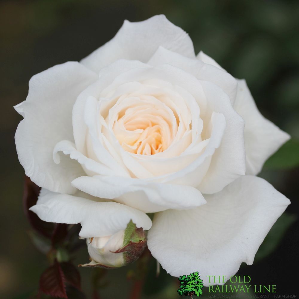 Whartons 'White Patio Rose 3Ltr Pot