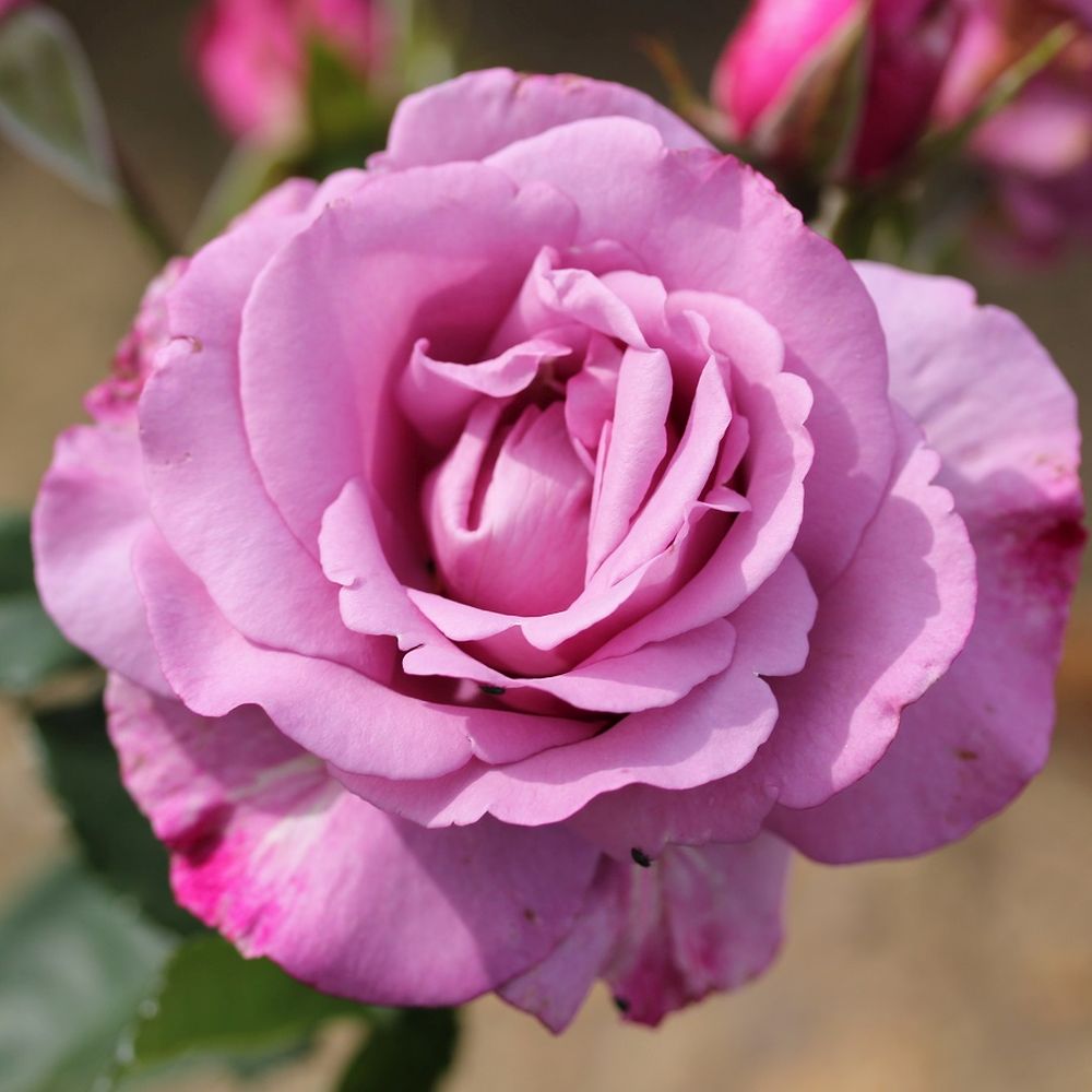 Pink Bush Rose 'My Lovely Dad' 3Ltr pot