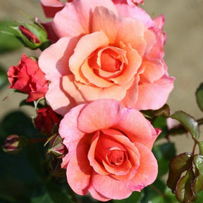 Whartons 'Summer Beauty' Floribunda Peach Bush Rose Plant 3Ltr Pot